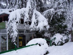 tienda flores hoyo nevada 2.JPG