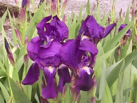 iris morado.JPG