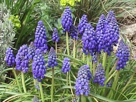 muscari azul.JPG