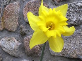narciso amarillo 2.JPG