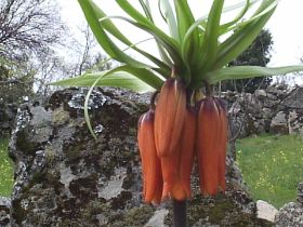 vivaz naranja.JPG