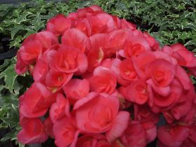 begonia hiemalis.JPG
