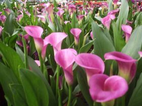 cala zantedeschia sp mango.JPG