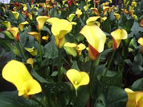 cala zantedeschia sp.JPG