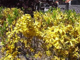 forsythia intermedia amarilla.JPG