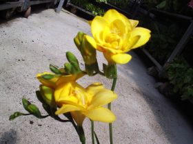 freesia hybrida.JPG