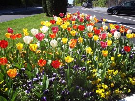 tulipanes variados.JPG