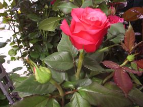 rosa roja.JPG