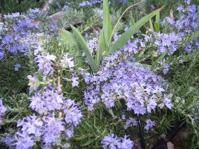 romero rosmarinus officinalis prostratus.JPG