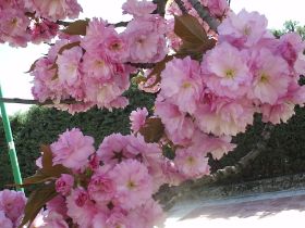 prunus serrulata hanzan.JPG