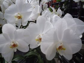 phalenopsis.JPG