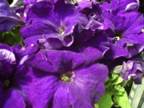 petunia azul.JPG