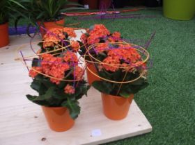 Kalanchoe blosfeldiana.JPG