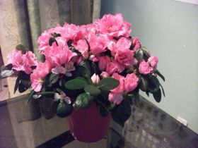 Planta azalea.JPG
