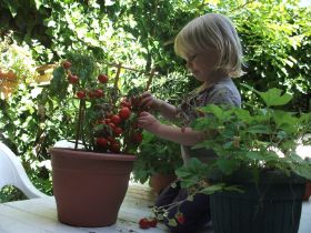 Planta de tomate y fresa.JPG
