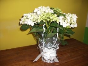 Planta hortensia.JPG