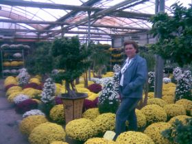 Plantas chrysantemo.jpg