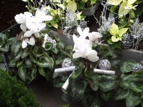 Plantas cyclamen.JPG