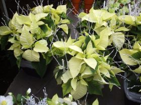 Poinsetia blanca.JPG
