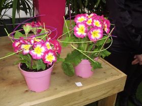 Primula acaulis.JPG