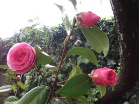 Camelia rosa.JPG