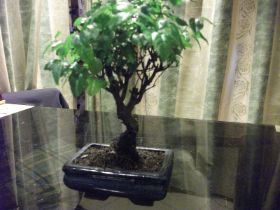 Bonsai.JPG