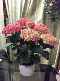 Hortensia.JPG