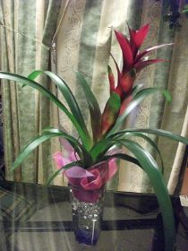Guzmania.JPG