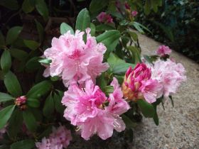 Rododendron rosa.JPG